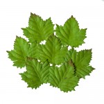 Set of Leaves (7 Pieces per pack) Cedar
